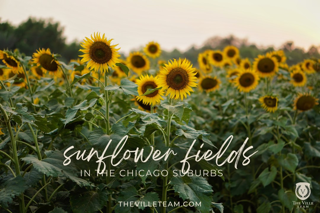 sunflower field | Tall sunflowers | Chicago area sunflower patches